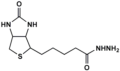 (+)-Biotin-hydrazide