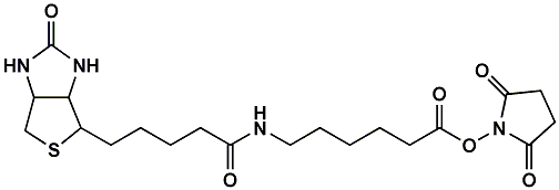 (+)-Biotin-LC-NHS Ester