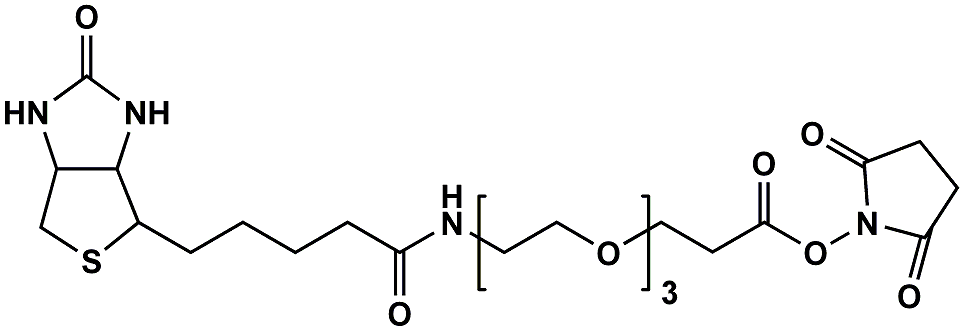 (+)-Biotin-PEG3-NHS ester