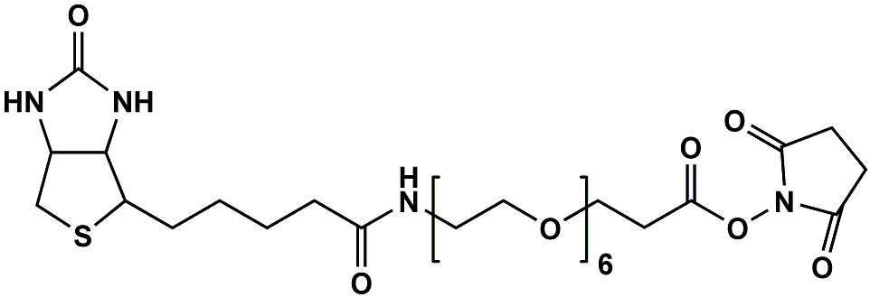 (+)-Biotin-PEG6-NHS ester