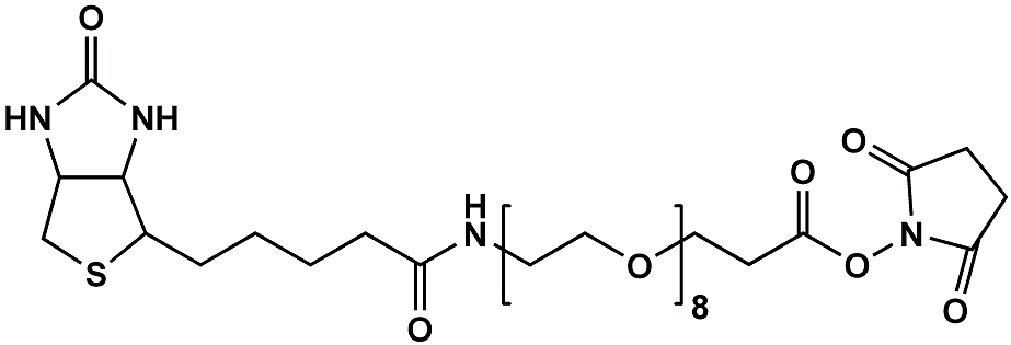 (+)-Biotin-PEG8-NHS ester