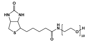 polydisperse