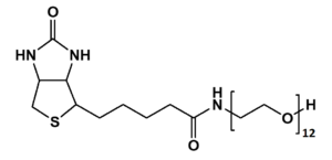 polydisperse