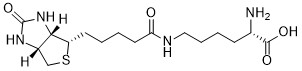Biocytin